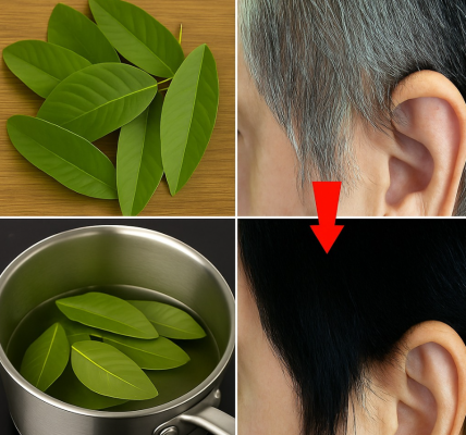 Can Guava Leaves Help with Gray Hair and Hair Growth? Exploring Natural Solutions Can Guava Leaves Help with Gray Hair and Hair Growth? Exploring Natural Solutions