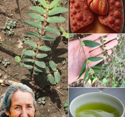 Euphorbia Hirta: 9 Powerful Ways This Overlooked Plant Can Support Your Natural Wellness Journey Euphorbia Hirta: 9 Powerful Ways This Overlooked Plant Can Support Your Natural Wellness Journey
