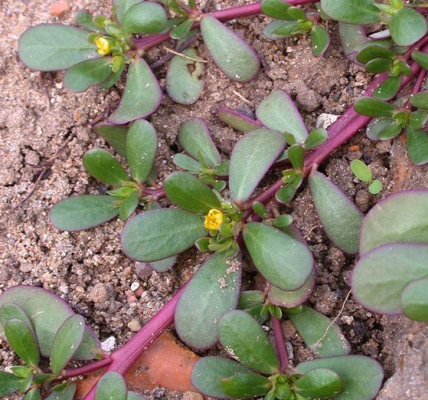 How Purslane Can Transform Health for Seniors Over 50: 7 Unexpected Benefits How Purslane Can Transform Health for Seniors Over 50: 7 Unexpected Benefits