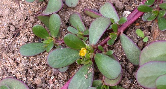 How Purslane Can Transform Health for Seniors Over 50: 7 Unexpected Benefits