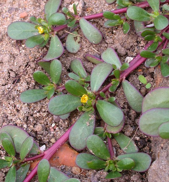How Purslane Can Transform Health for Seniors Over 50: 7 Unexpected Benefits How Purslane Can Transform Health for Seniors Over 50: 7 Unexpected Benefits