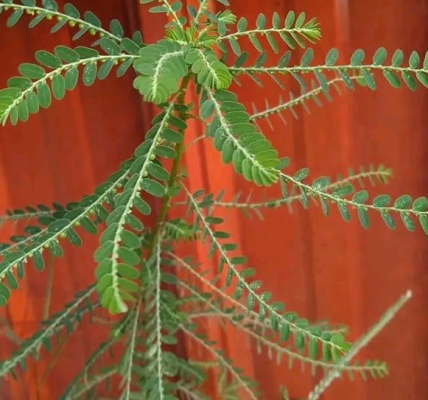 12 Incredible Health Benefits of Phyllanthus Niruri – Don’t Throw It Away! 12 Incredible Health Benefits of Phyllanthus Niruri – Don’t Throw It Away!