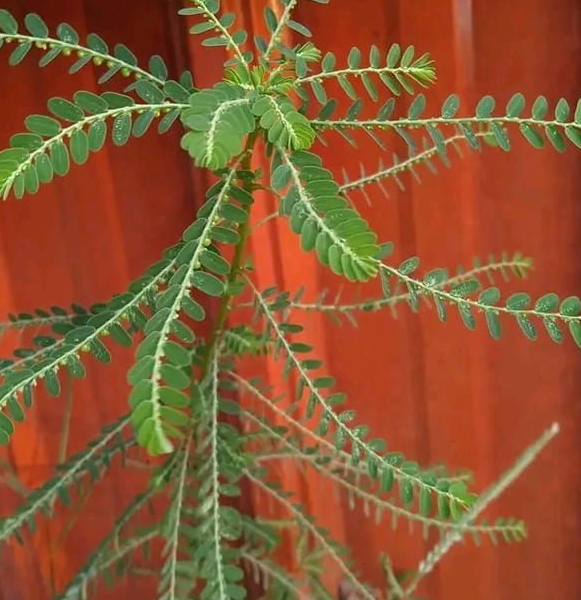 12 Incredible Health Benefits of Phyllanthus Niruri – Don’t Throw It Away! 12 Incredible Health Benefits of Phyllanthus Niruri – Don’t Throw It Away!