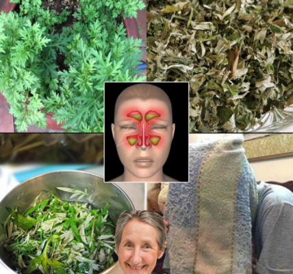 Mugwort: A Medicinal Plant Every Family Should Know About Mugwort: A Medicinal Plant Every Family Should Know About