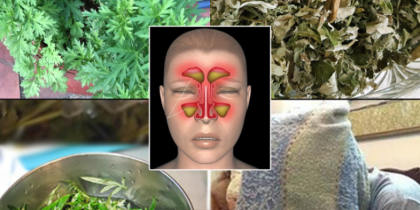 Mugwort: A Medicinal Plant Every Family Should Know About