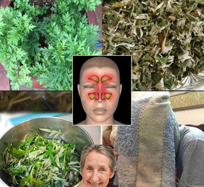 Mugwort: A Medicinal Plant Every Family Should Know About