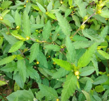 10 Surprising Ways Stubborn Grass Can Support Your Health 10 Surprising Ways Stubborn Grass Can Support Your Health