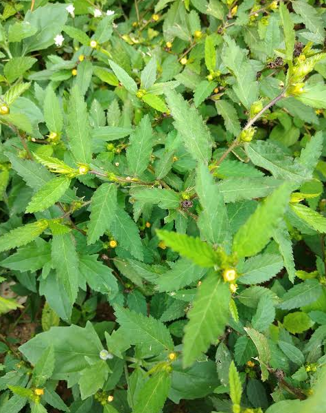 10 Surprising Ways Stubborn Grass Can Support Your Health 10 Surprising Ways Stubborn Grass Can Support Your Health