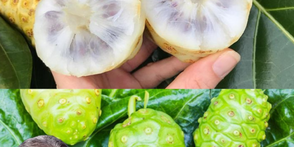Noni Fruit: Nature’s Forgotten Miracle for Health and Healing