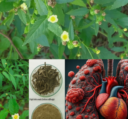 Sida Acuta: The Humble Plant That May Heal More Than You Know Sida Acuta: The Humble Plant That May Heal More Than You Know