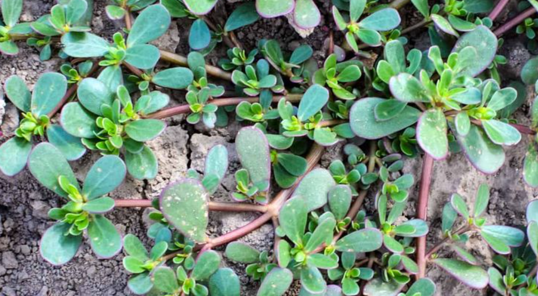 Purslane: The Superfood to Boost Your Health Naturally Purslane: The Superfood to Boost Your Health Naturally