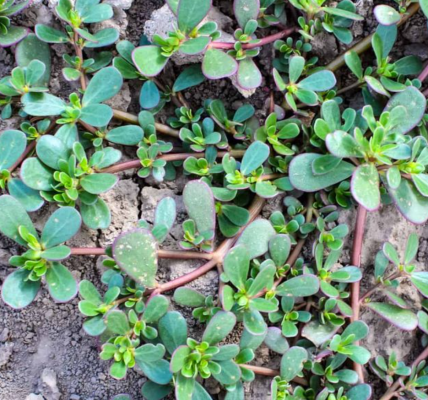 Purslane: The Superfood to Boost Your Health Naturally Purslane: The Superfood to Boost Your Health Naturally
