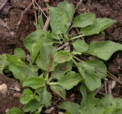 Plantago Major: Most People Call It a Weed, but This Common Plant May Offer Remarkable Health Benefits — Especially for Seniors Plantago Major: Most People Call It a Weed, but This Common Plant May Offer Remarkable Health Benefits — Especially for Seniors