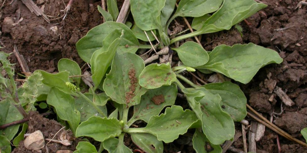 Plantago Major: Most People Call It a Weed, but This Common Plant May Offer Remarkable Health Benefits — Especially for Seniors