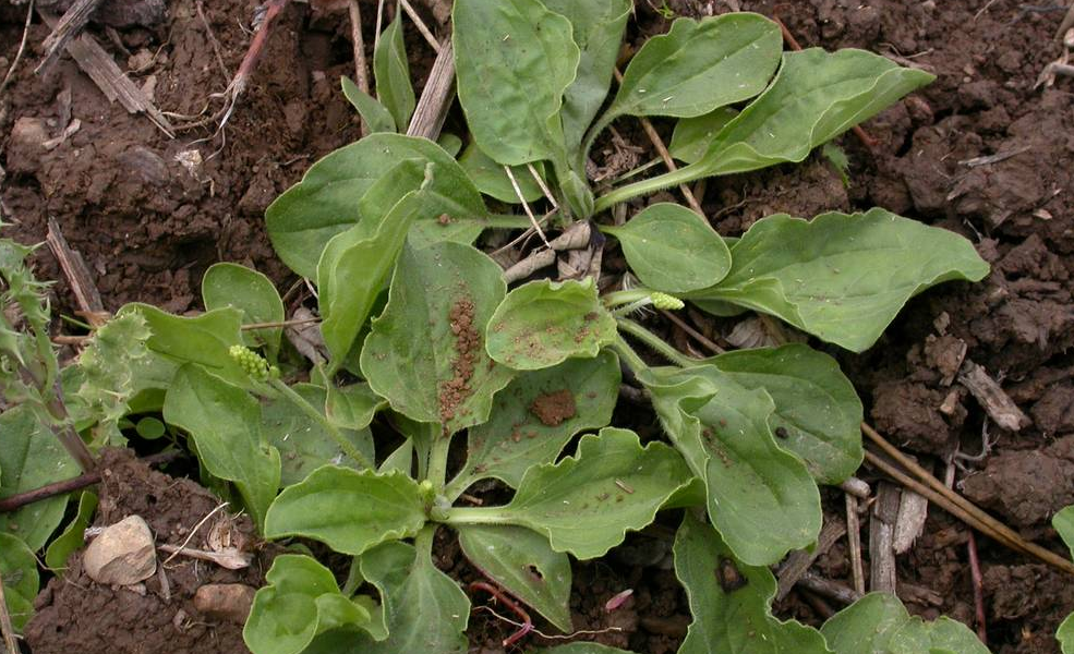 Plantago Major: Most People Call It a Weed, but This Common Plant May Offer Remarkable Health Benefits — Especially for Seniors Plantago Major: Most People Call It a Weed, but This Common Plant May Offer Remarkable Health Benefits — Especially for Seniors