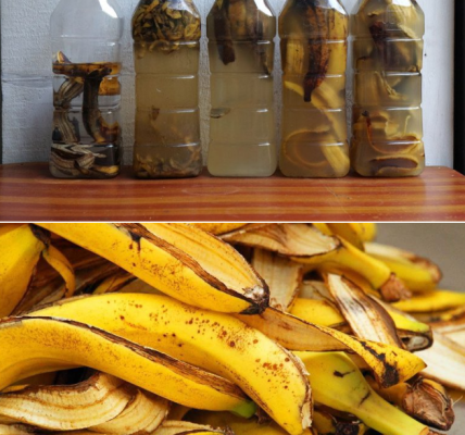 Stop Throwing Away Banana Peels! Here’s How to Turn Them Into Liquid Gold for Your Garden Stop Throwing Away Banana Peels! Here’s How to Turn Them Into Liquid Gold for Your Garden