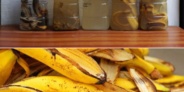 Stop Throwing Away Banana Peels! Here’s How to Turn Them Into Liquid Gold for Your Garden