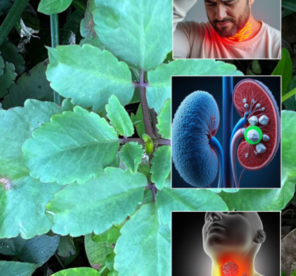 Bryophyllum Calycinum (Kalanchoe Pinnata): The “Miracle Leaf” with Remarkable Natural Benefits Bryophyllum Calycinum (Kalanchoe Pinnata): The “Miracle Leaf” with Remarkable Natural Benefits