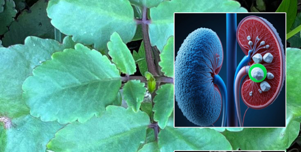 Bryophyllum Calycinum (Kalanchoe Pinnata): The “Miracle Leaf” with Remarkable Natural Benefits