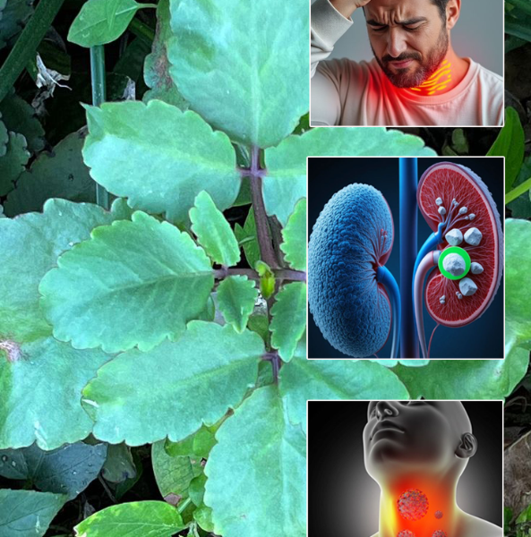 Bryophyllum Calycinum (Kalanchoe Pinnata): The “Miracle Leaf” with Remarkable Natural Benefits Bryophyllum Calycinum (Kalanchoe Pinnata): The “Miracle Leaf” with Remarkable Natural Benefits