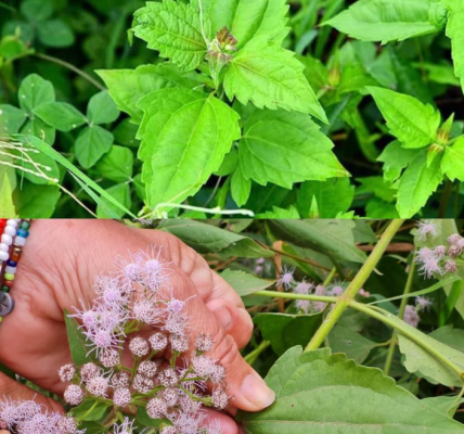 Chromolaena Odorata: 15 Powerful Reasons Why You Should Use It Chromolaena Odorata: 15 Powerful Reasons Why You Should Use It