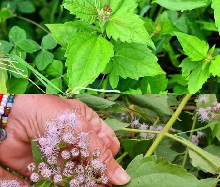 Chromolaena Odorata: 15 Powerful Reasons Why You Should Use It Chromolaena Odorata: 15 Powerful Reasons Why You Should Use It