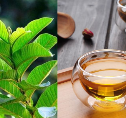 Discover the Magic of Guava Leaf Tea: Your Secret to Vibrant Health Discover the Magic of Guava Leaf Tea: Your Secret to Vibrant Health