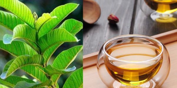 Discover the Magic of Guava Leaf Tea: Your Secret to Vibrant Health
