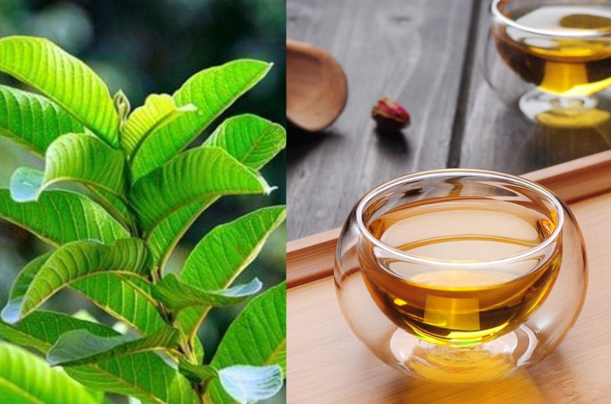 Discover the Magic of Guava Leaf Tea: Your Secret to Vibrant Health Discover the Magic of Guava Leaf Tea: Your Secret to Vibrant Health