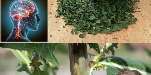 The Amazing Benefits of Fig Sap: Nature’s Hidden Elixir