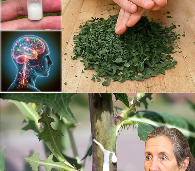 The Amazing Benefits of Fig Sap: Nature’s Hidden Elixir The Amazing Benefits of Fig Sap: Nature’s Hidden Elixir