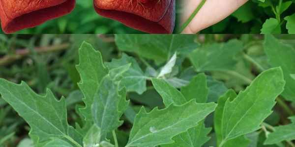 Breathe Easy with Nature’s Detoxifier: The Secret Herb That Supports Your Lungs: Chenopodium Album