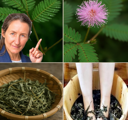 People Walk Past This Plant Mimosa Pudica Every Day—But It Could Be a Natural Goldmine People Walk Past This Plant Mimosa Pudica Every Day—But It Could Be a Natural Goldmine