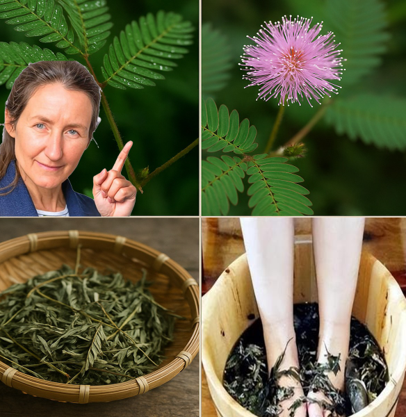People Walk Past This Plant Mimosa Pudica Every Day—But It Could Be a Natural Goldmine People Walk Past This Plant Mimosa Pudica Every Day—But It Could Be a Natural Goldmine