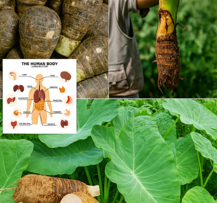 Taro Root: A Tropical Treasure for Your Kitchen and Health Taro Root: A Tropical Treasure for Your Kitchen and Health