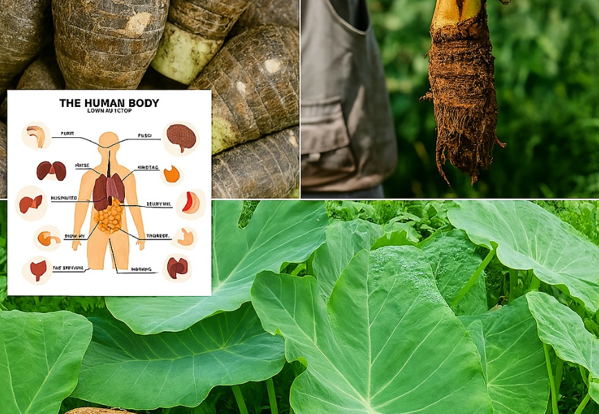Taro Root: A Tropical Treasure for Your Kitchen and Health Taro Root: A Tropical Treasure for Your Kitchen and Health