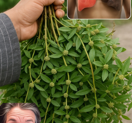 Discover the Hidden Power of Euphorbia Hirta: Life-Changing Benefits of Natureās Secret Healer Discover the Hidden Power of Euphorbia Hirta: Life-Changing Benefits of Natureās Secret Healer