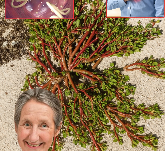 Purslane: The Humble Backyard Superfood You’ll Wish You’d Known Sooner Purslane: The Humble Backyard Superfood You’ll Wish You’d Known Sooner