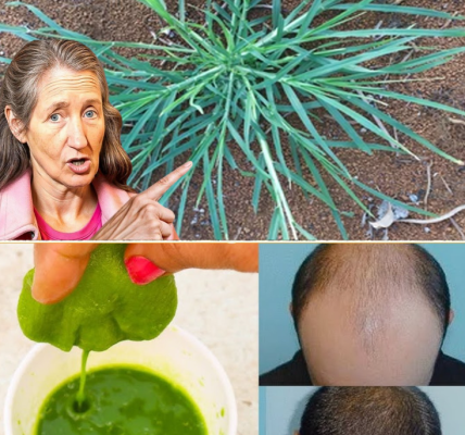 Crabgrass for Hair Loss: Exploring Natural Remedies and Uses Crabgrass for Hair Loss: Exploring Natural Remedies and Uses