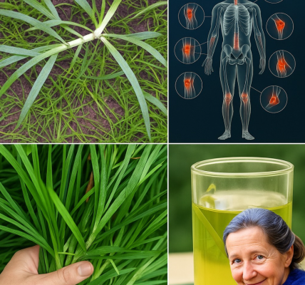 Unlock Nature’s Hidden Gem: 30 Astonishing Benefits of Goosegrass That Will Transform Your Health Unlock Nature’s Hidden Gem: 30 Astonishing Benefits of Goosegrass That Will Transform Your Health