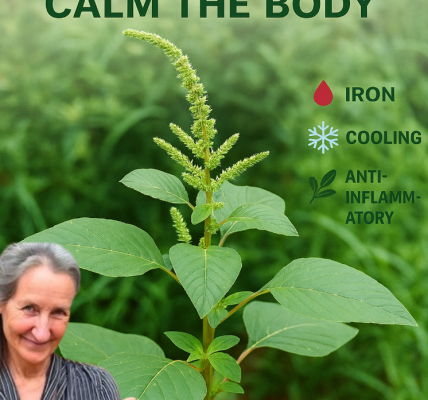 The Humble Weed That Could Transform Your Health: Discovering the Power of Amaranth The Humble Weed That Could Transform Your Health: Discovering the Power of Amaranth