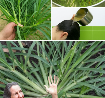 Crabgrass: The Backyard Weed That’s Secretly a Health Superstar Crabgrass: The Backyard Weed That’s Secretly a Health Superstar