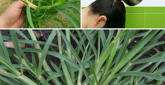Crabgrass: The Backyard Weed That’s Secretly a Health Superstar