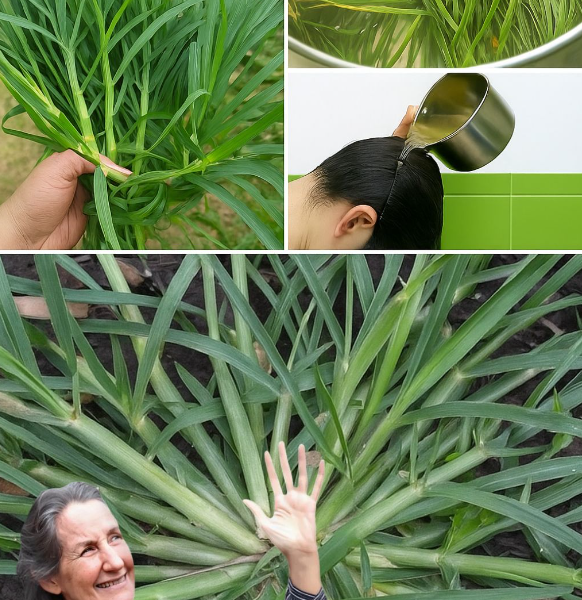 Crabgrass: The Backyard Weed That’s Secretly a Health Superstar Crabgrass: The Backyard Weed That’s Secretly a Health Superstar