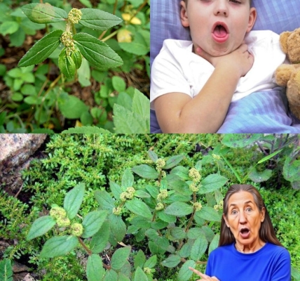 Euphorbia Hirta: The Tiny Wild Herb That Could Change the Way You Heal Euphorbia Hirta: The Tiny Wild Herb That Could Change the Way You Heal