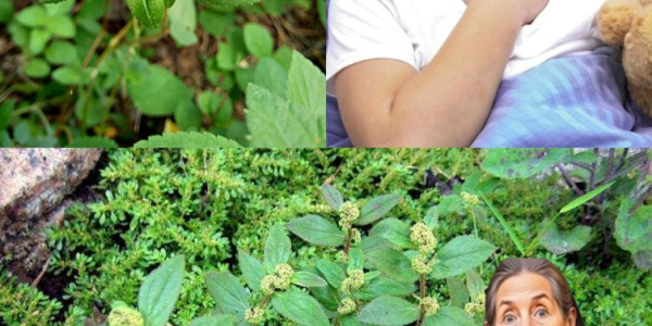 Euphorbia Hirta: The Tiny Wild Herb That Could Change the Way You Heal