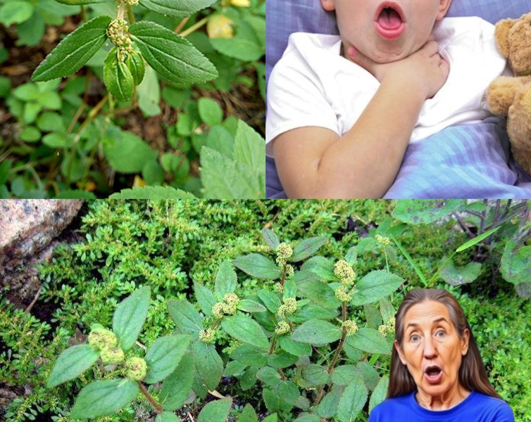 Euphorbia Hirta: The Tiny Wild Herb That Could Change the Way You Heal Euphorbia Hirta: The Tiny Wild Herb That Could Change the Way You Heal