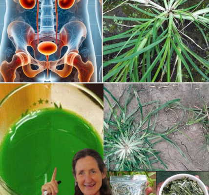 Goosegrass (Eleusine indica): The Unsung Hero for Kidney Health Goosegrass (Eleusine indica): The Unsung Hero for Kidney Health