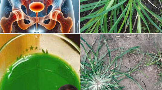 Goosegrass (Eleusine indica): The Unsung Hero for Kidney Health