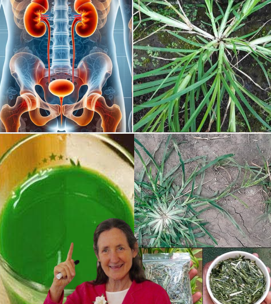 Goosegrass (Eleusine indica): The Unsung Hero for Kidney Health Goosegrass (Eleusine indica): The Unsung Hero for Kidney Health